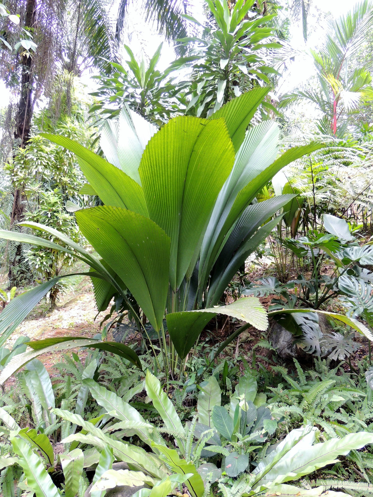 Johannesteijsmannia altifrons – in habitat