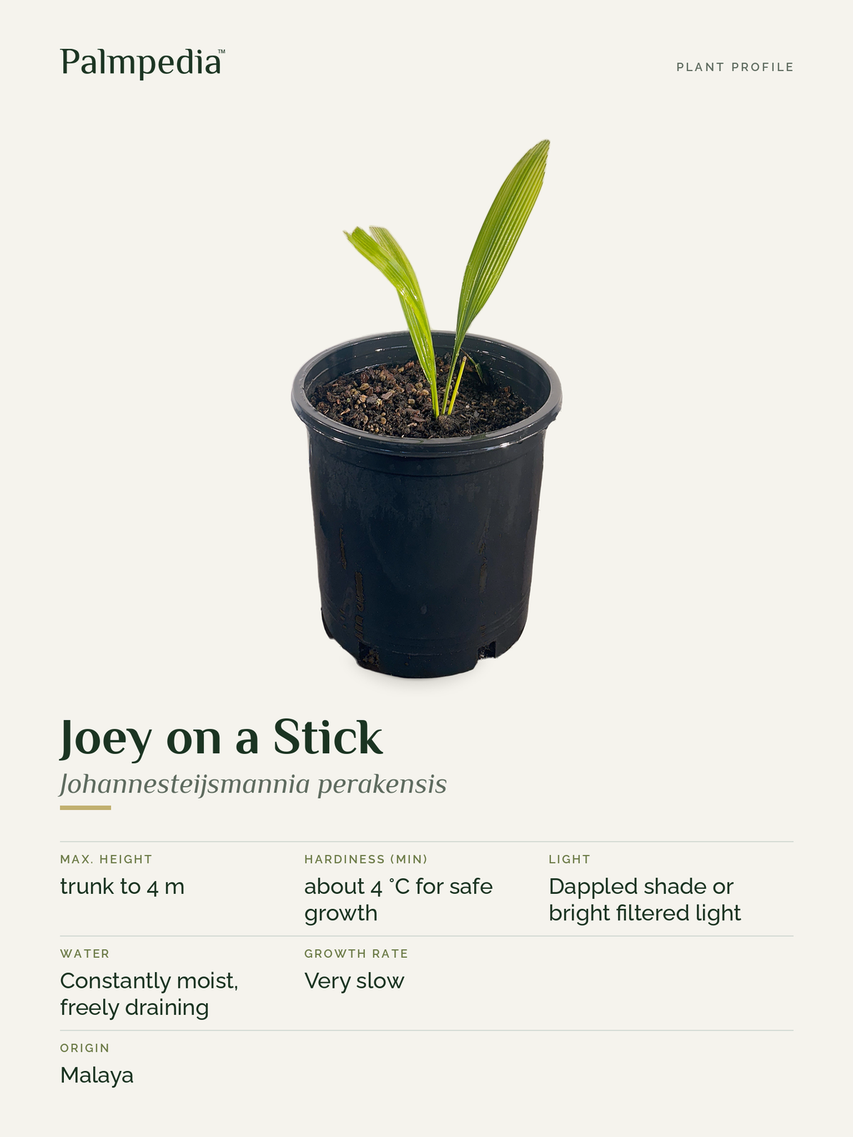 Johannesteijsmannia perakensis – plant profile