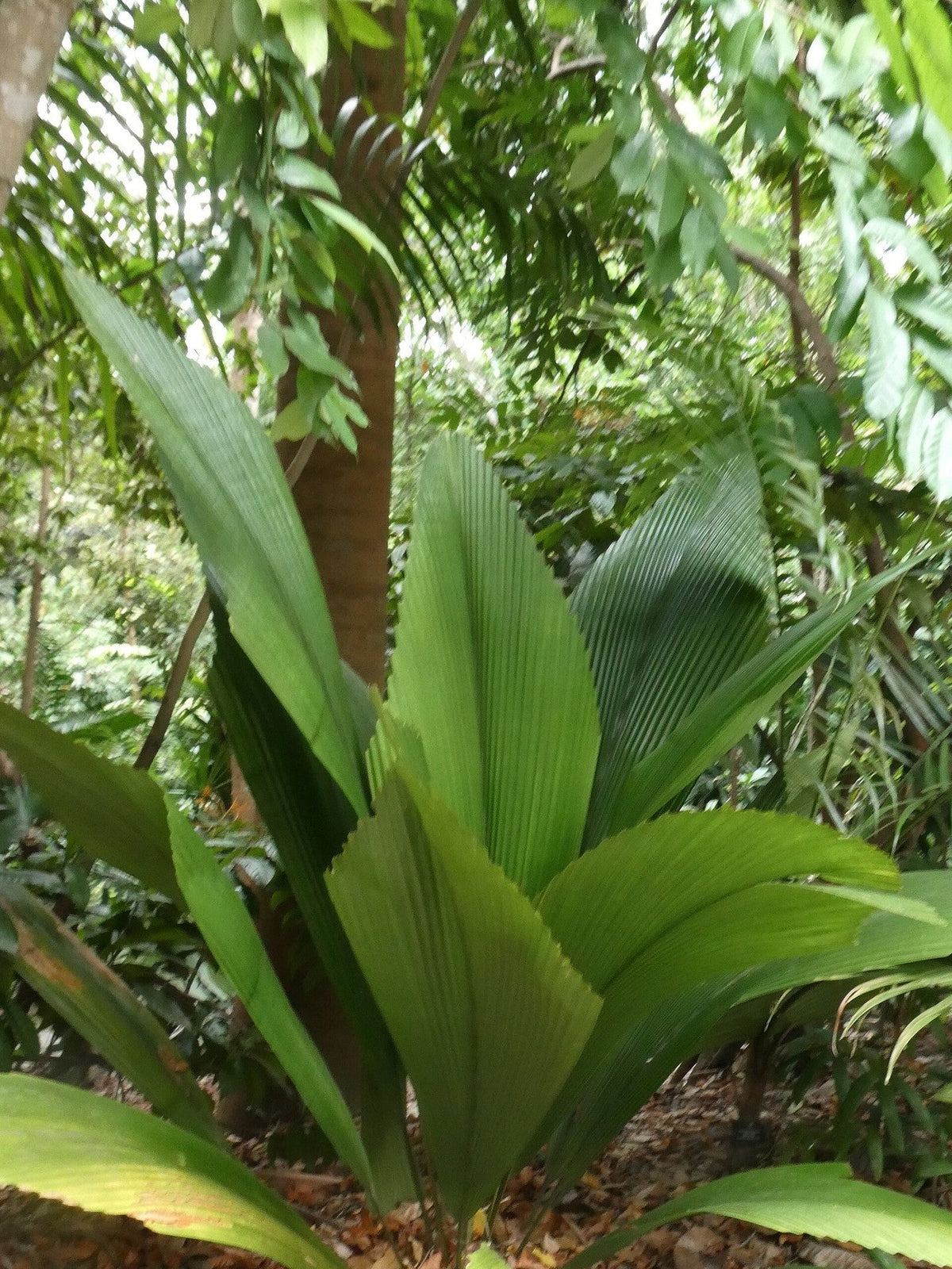 Johannesteijsmannia perakensis – mature plant