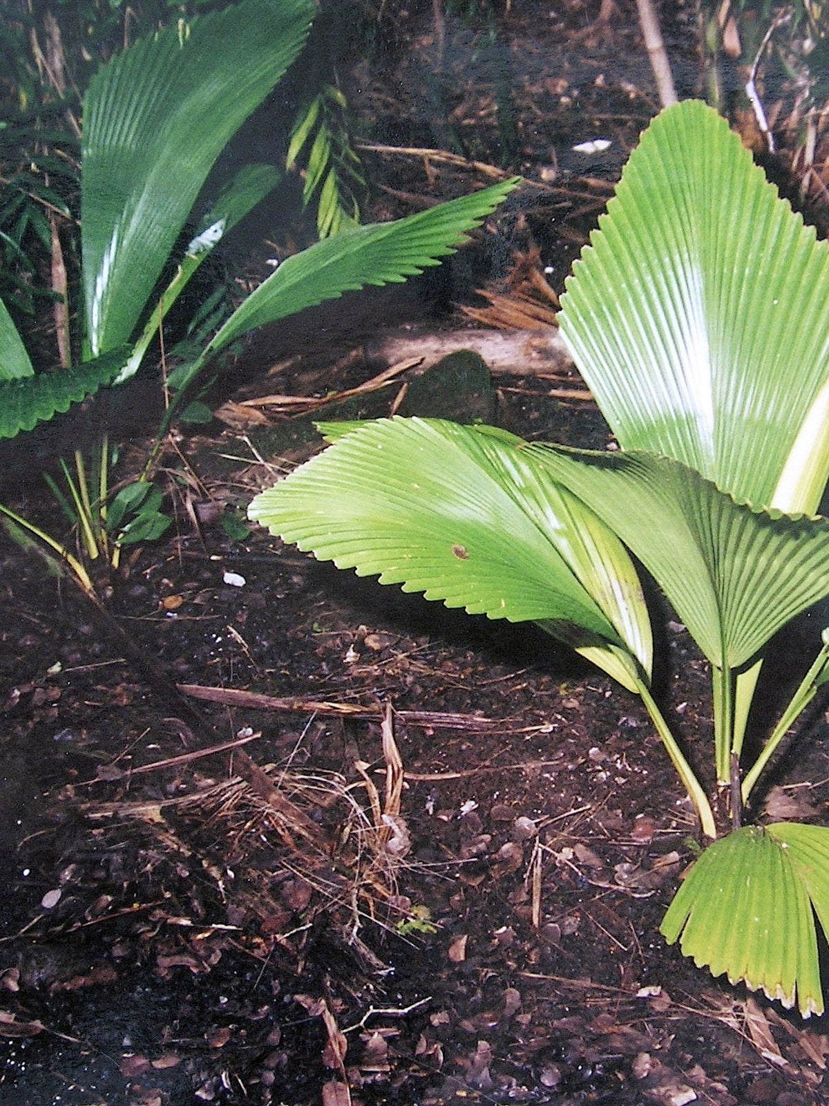 Johannesteijsmannia perakensis – in habitat