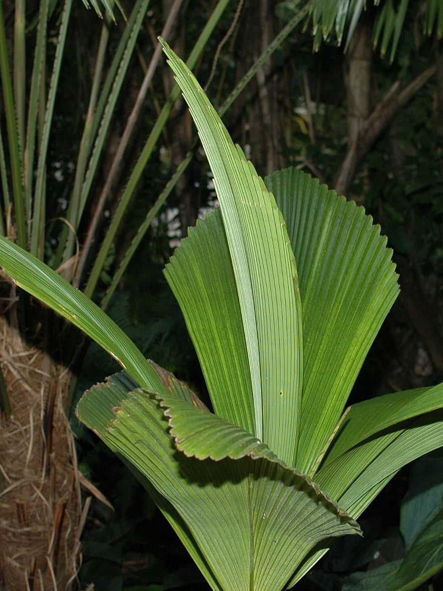 Johannesteijsmannia perakensis – in habitat
