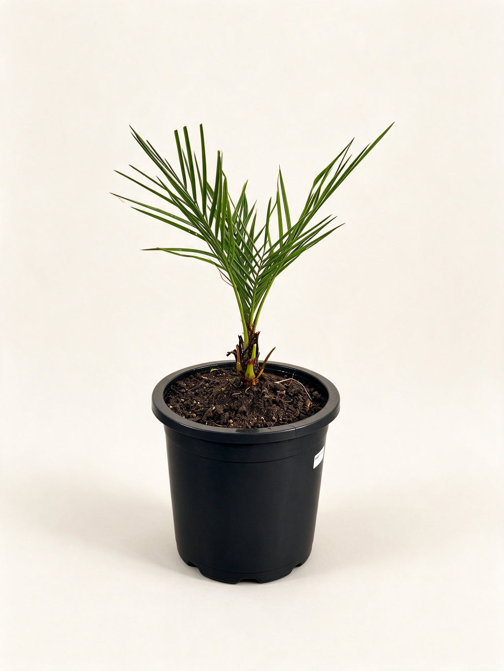 Jubaea chilensis