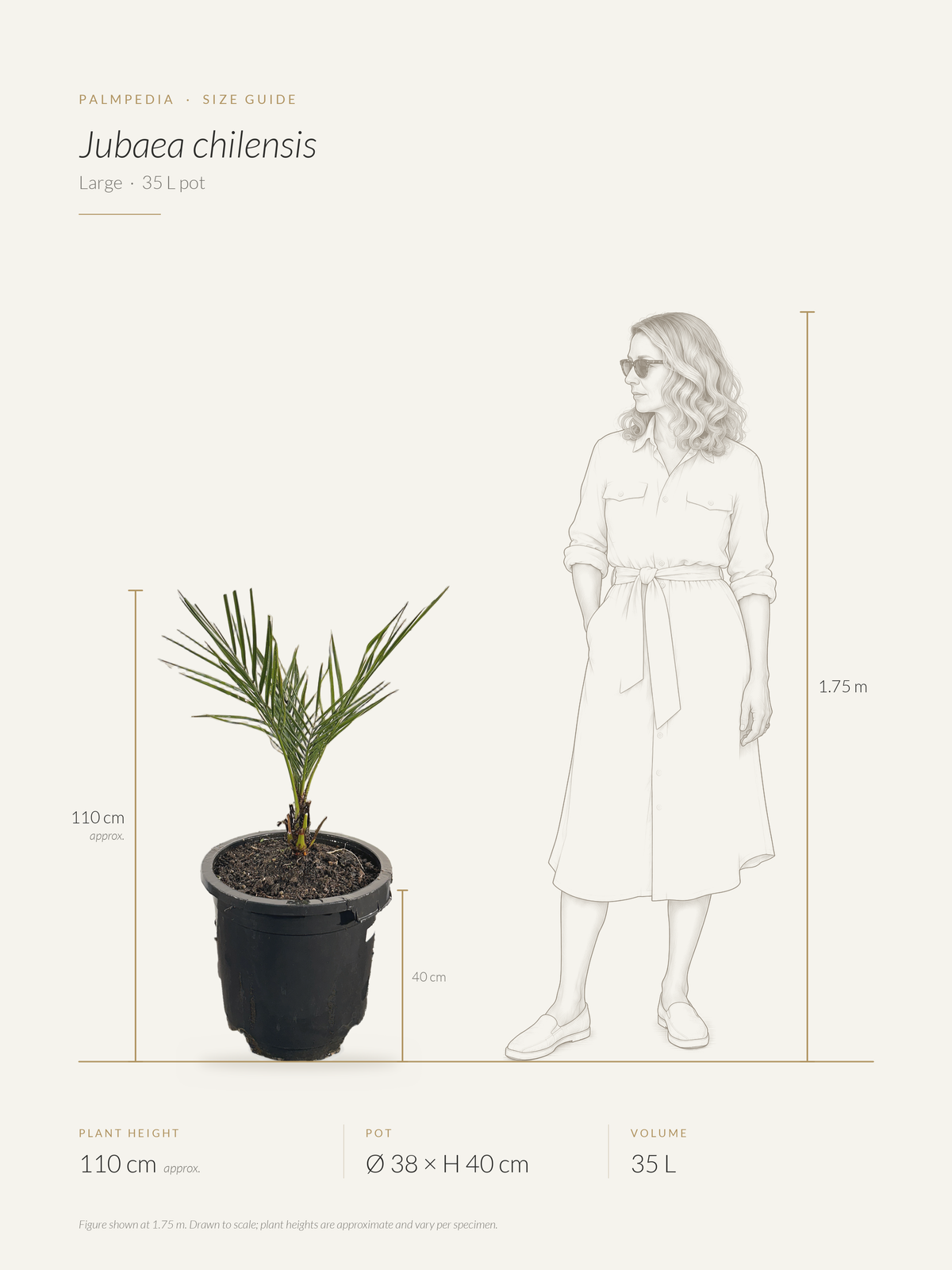 Jubaea chilensis – size guide