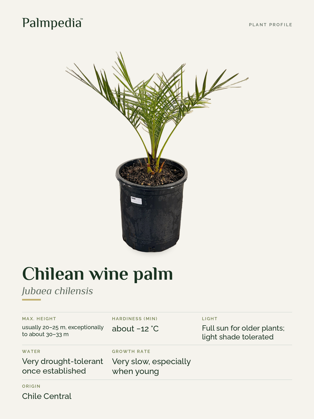 Jubaea chilensis – plant profile