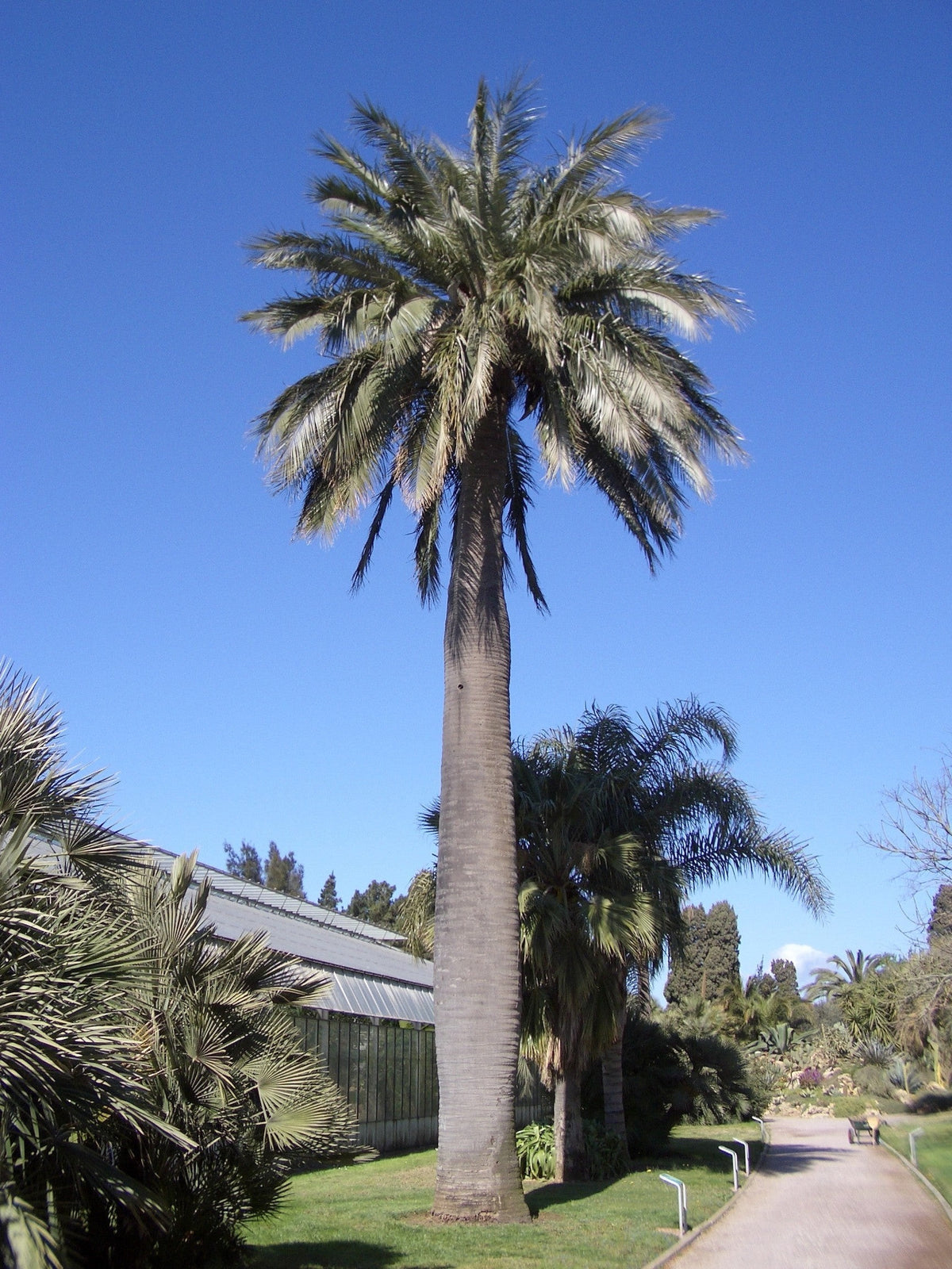 Jubaea chilensis – mature plant