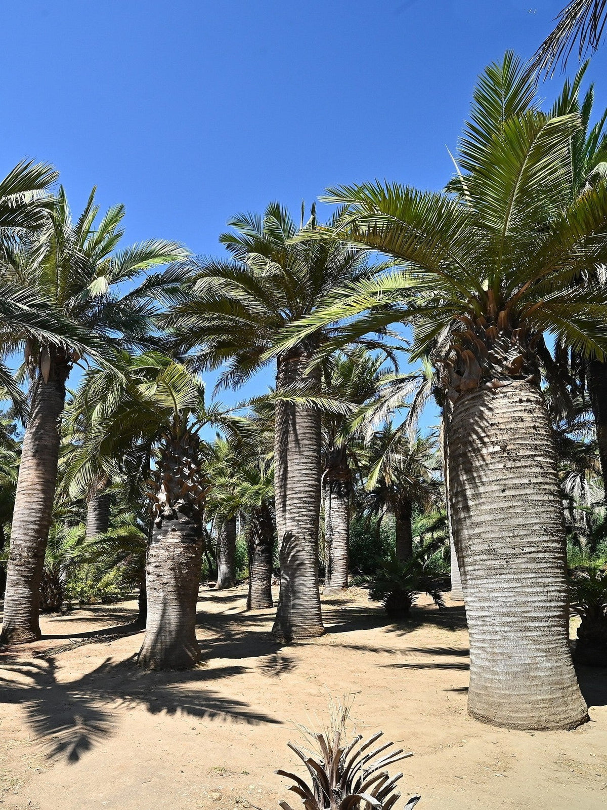 Jubaea chilensis – mature plant