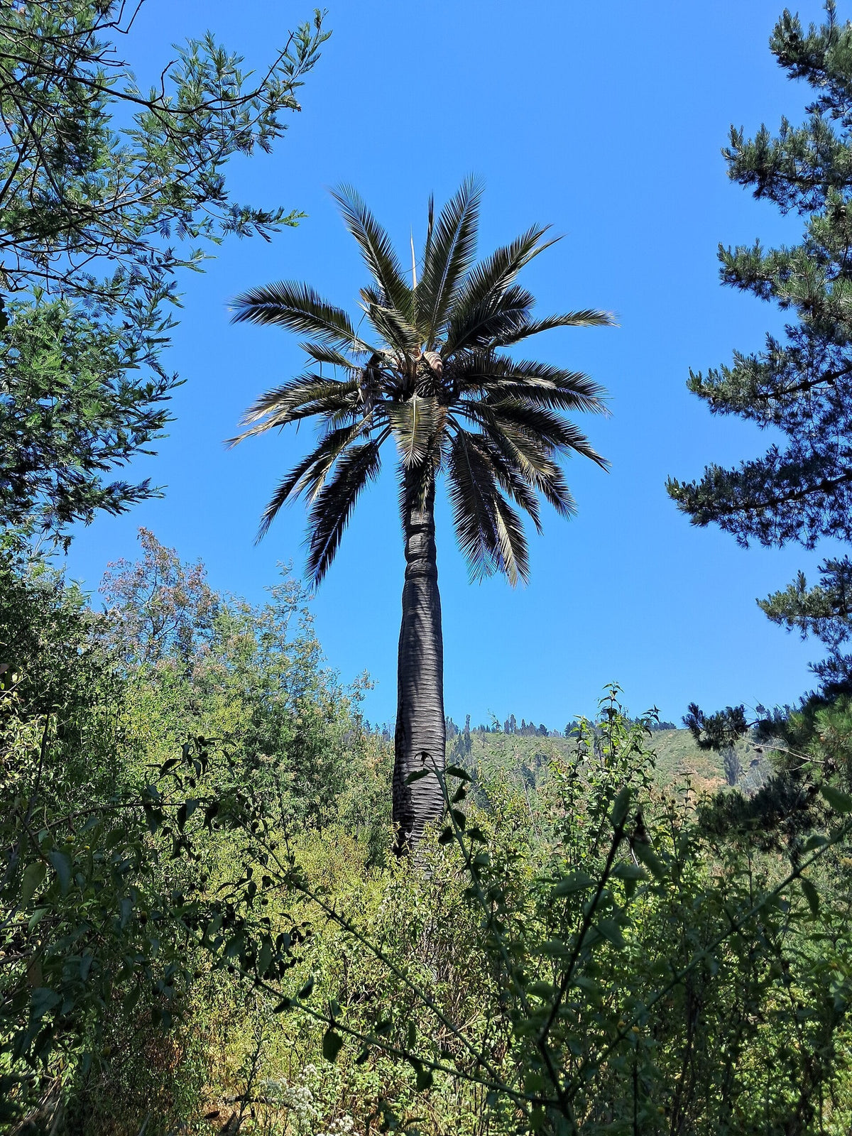 Jubaea chilensis – mature plant