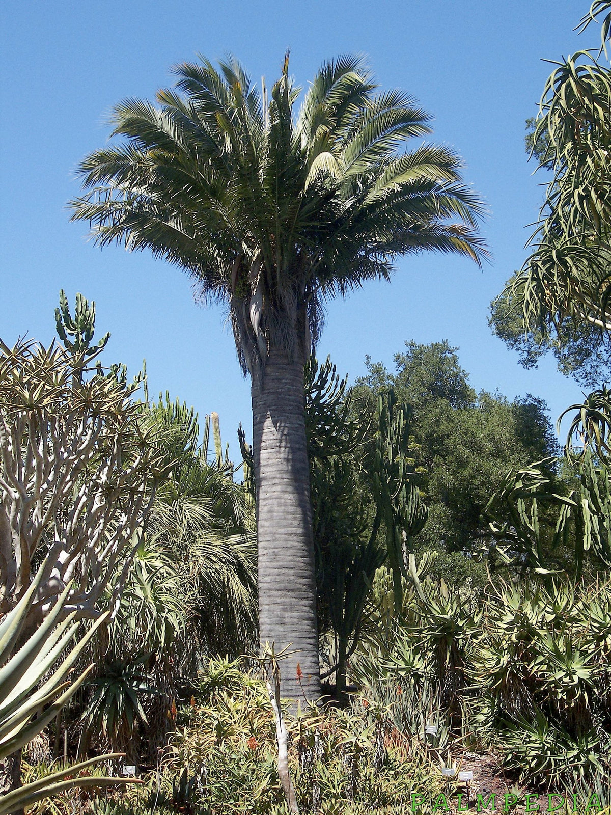 Jubaea chilensis – in habitat