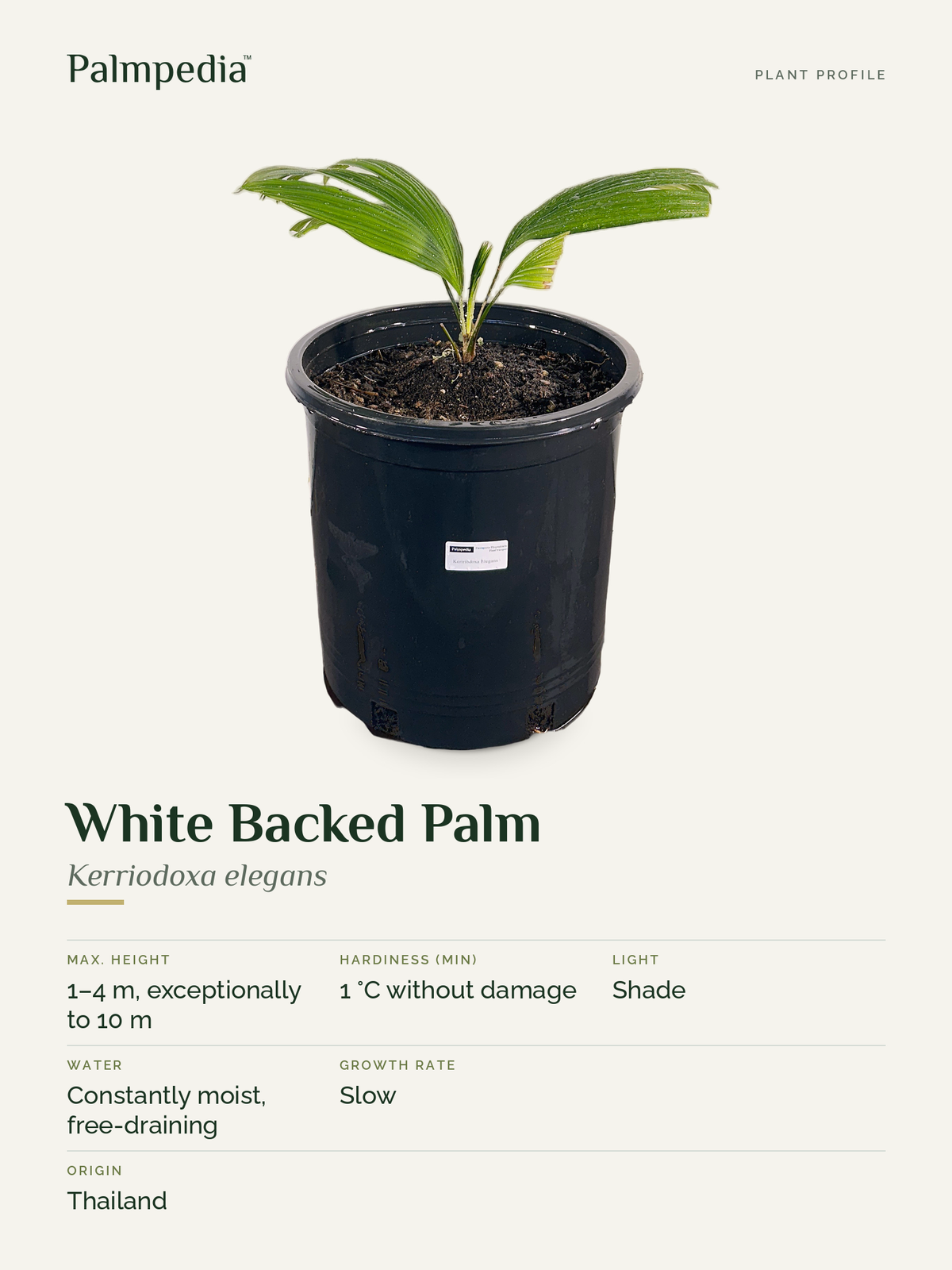 Kerriodoxa elegans – plant profile