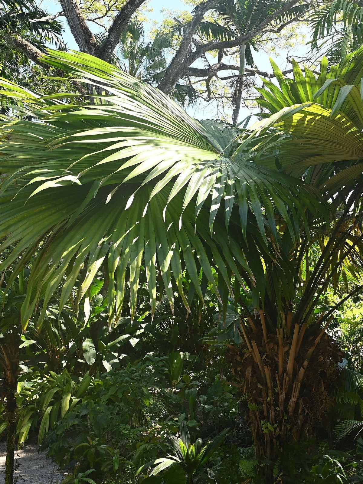 Kerriodoxa elegans – mature plant