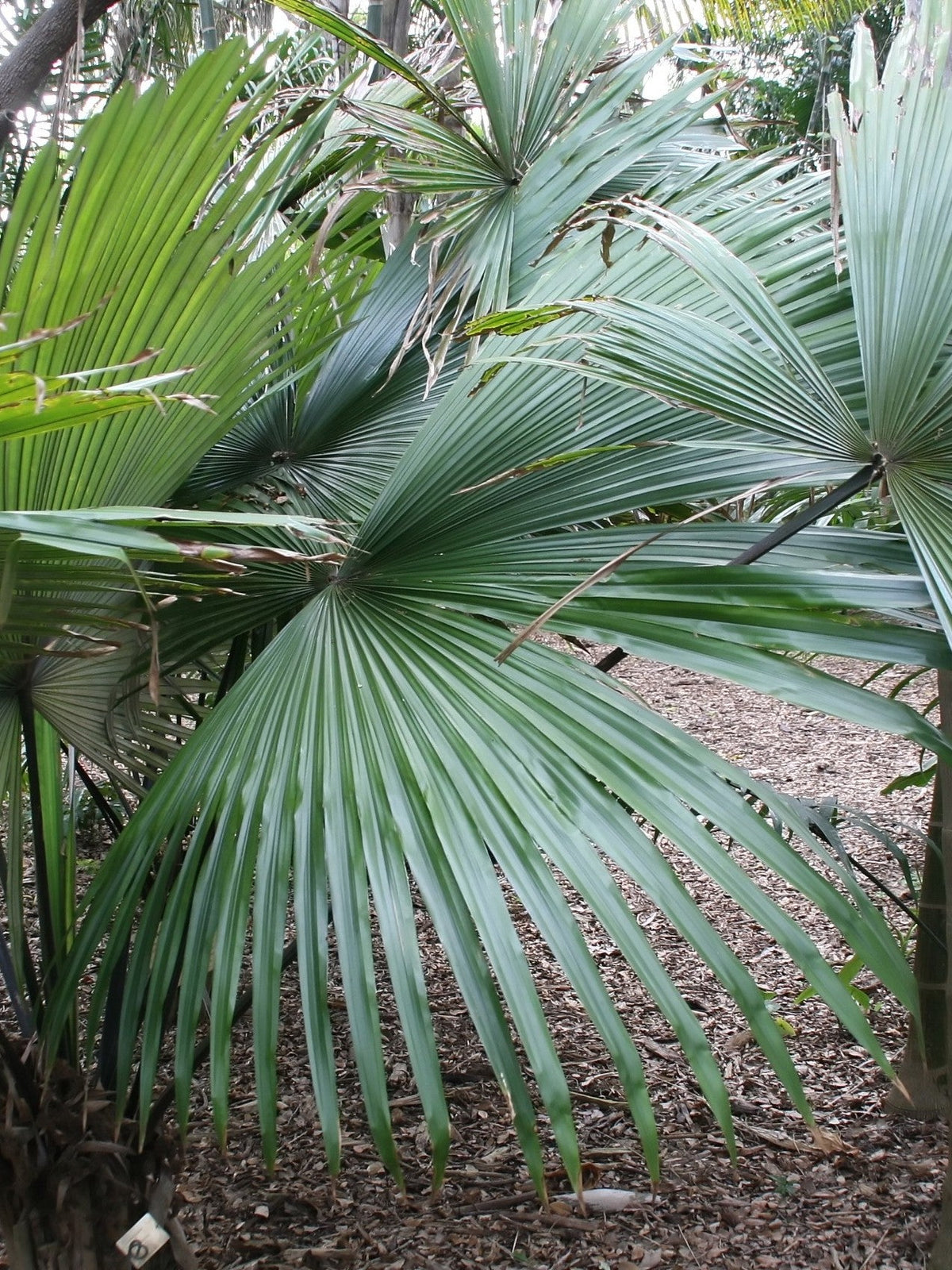 Kerriodoxa elegans – mature plant