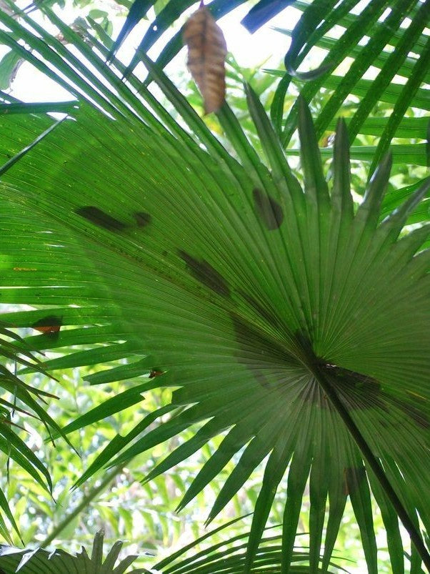 Kerriodoxa elegans – mature plant
