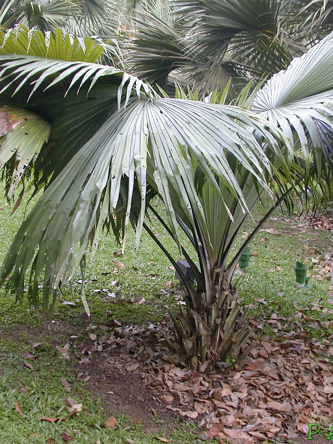 Kerriodoxa elegans – in habitat