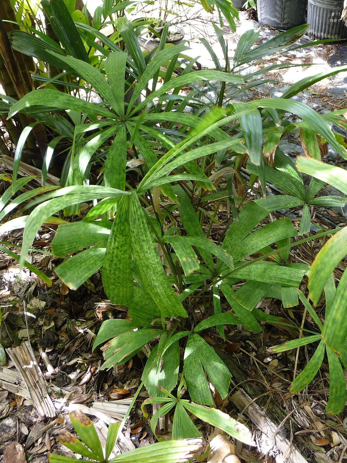 Lanonia dasyantha – in habitat