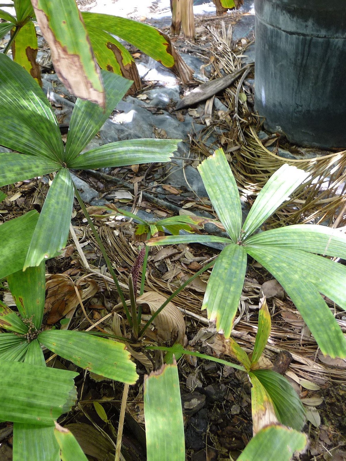 Lanonia dasyantha – in habitat