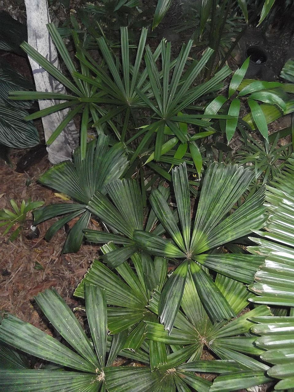 Lanonia dasyantha – in habitat