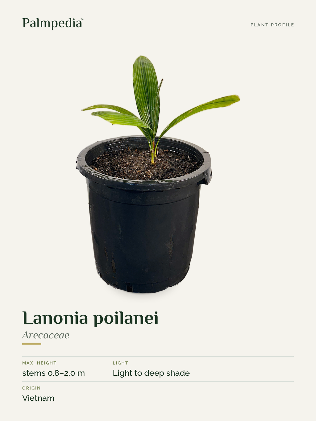 Lanonia poilanei – plant profile