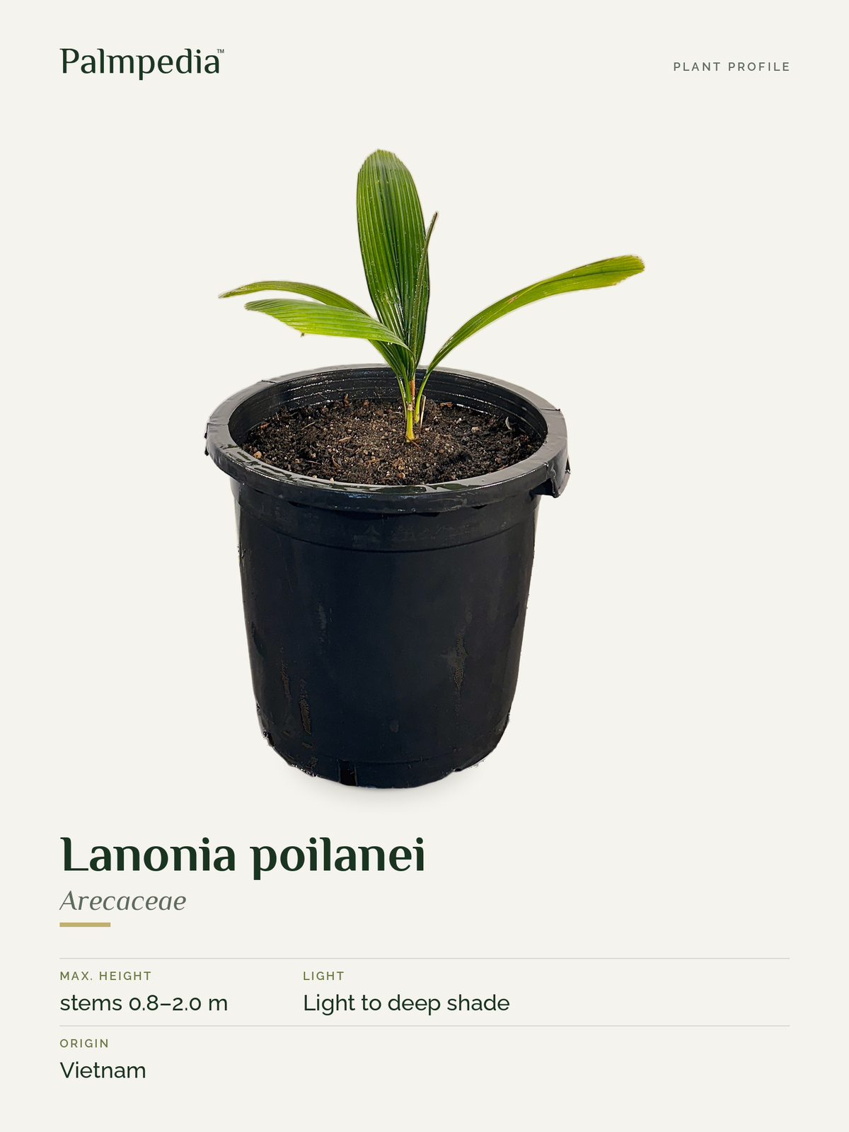 Lanonia poilanei – plant profile