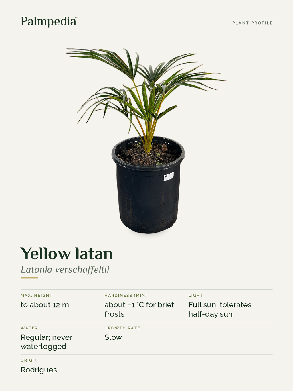 Latania verschaffeltii – plant profile