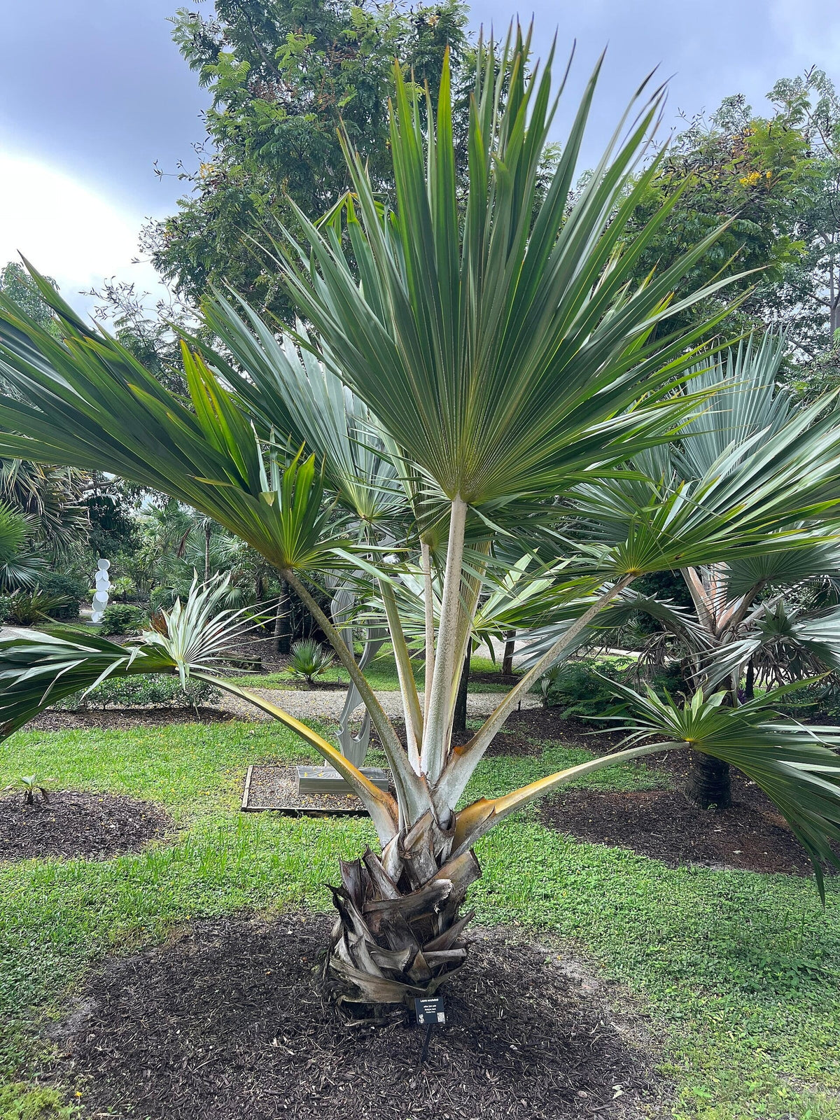 Latania verschaffeltii – mature plant