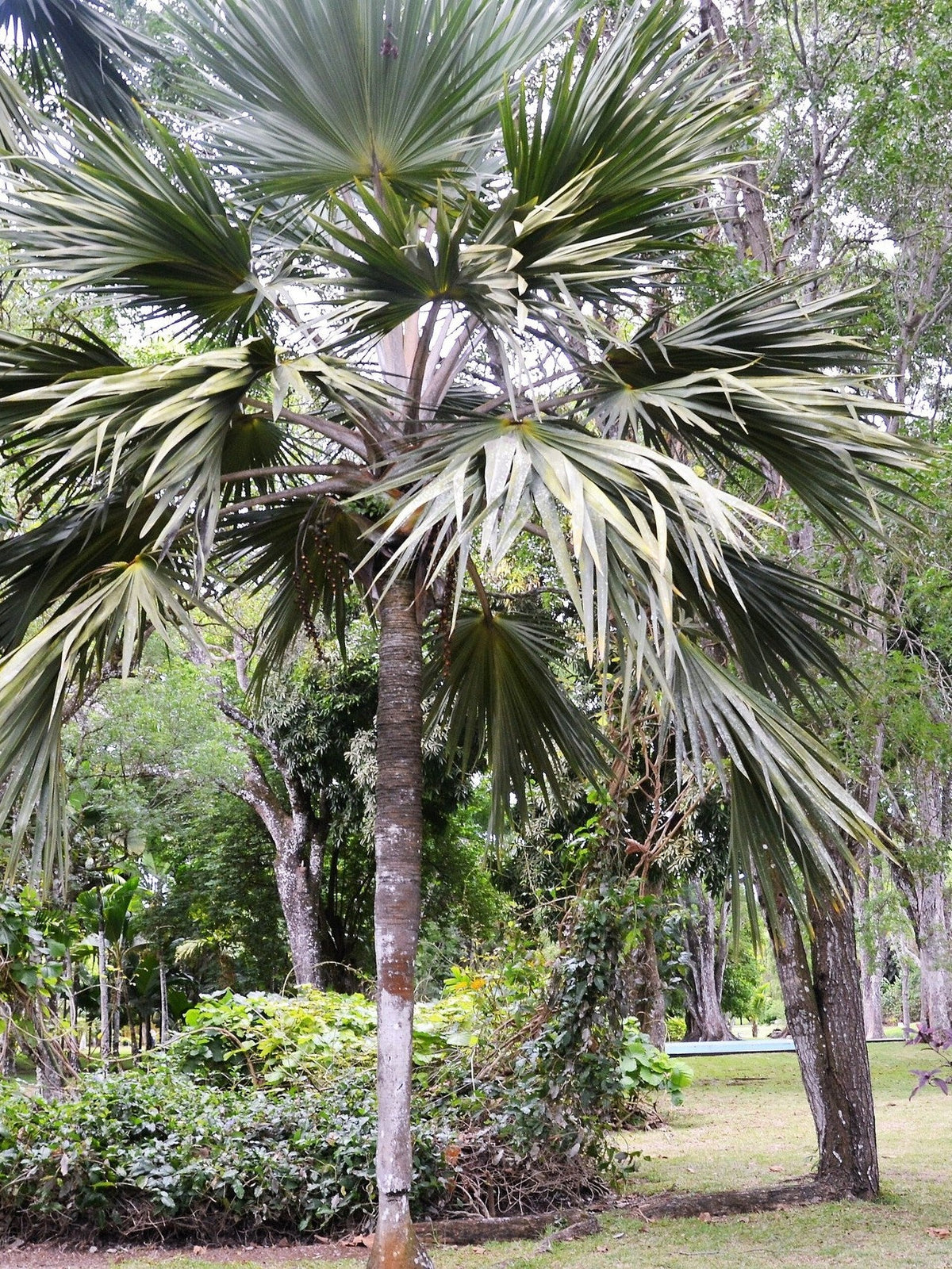 Latania verschaffeltii – mature plant
