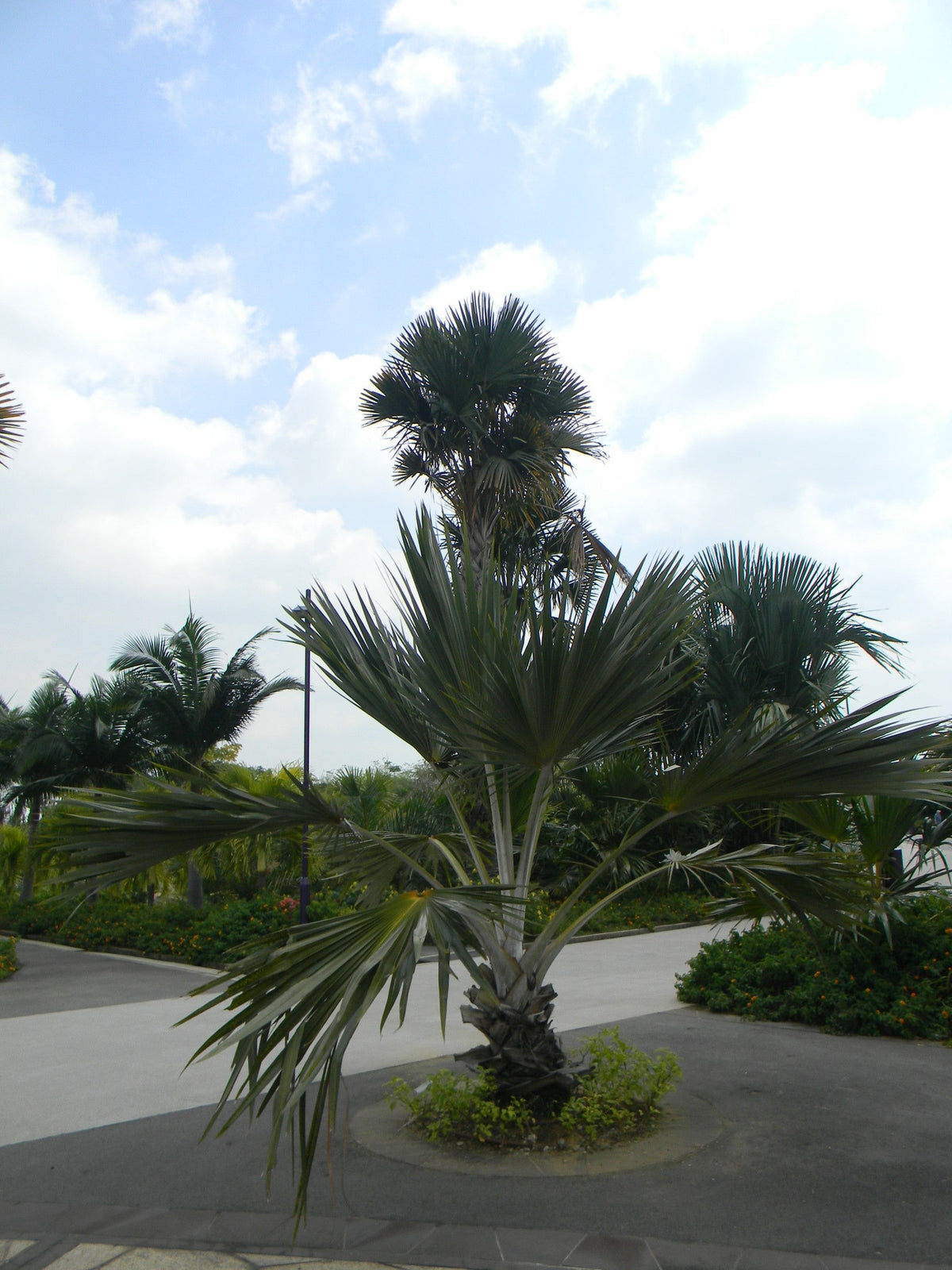 Latania verschaffeltii – mature plant
