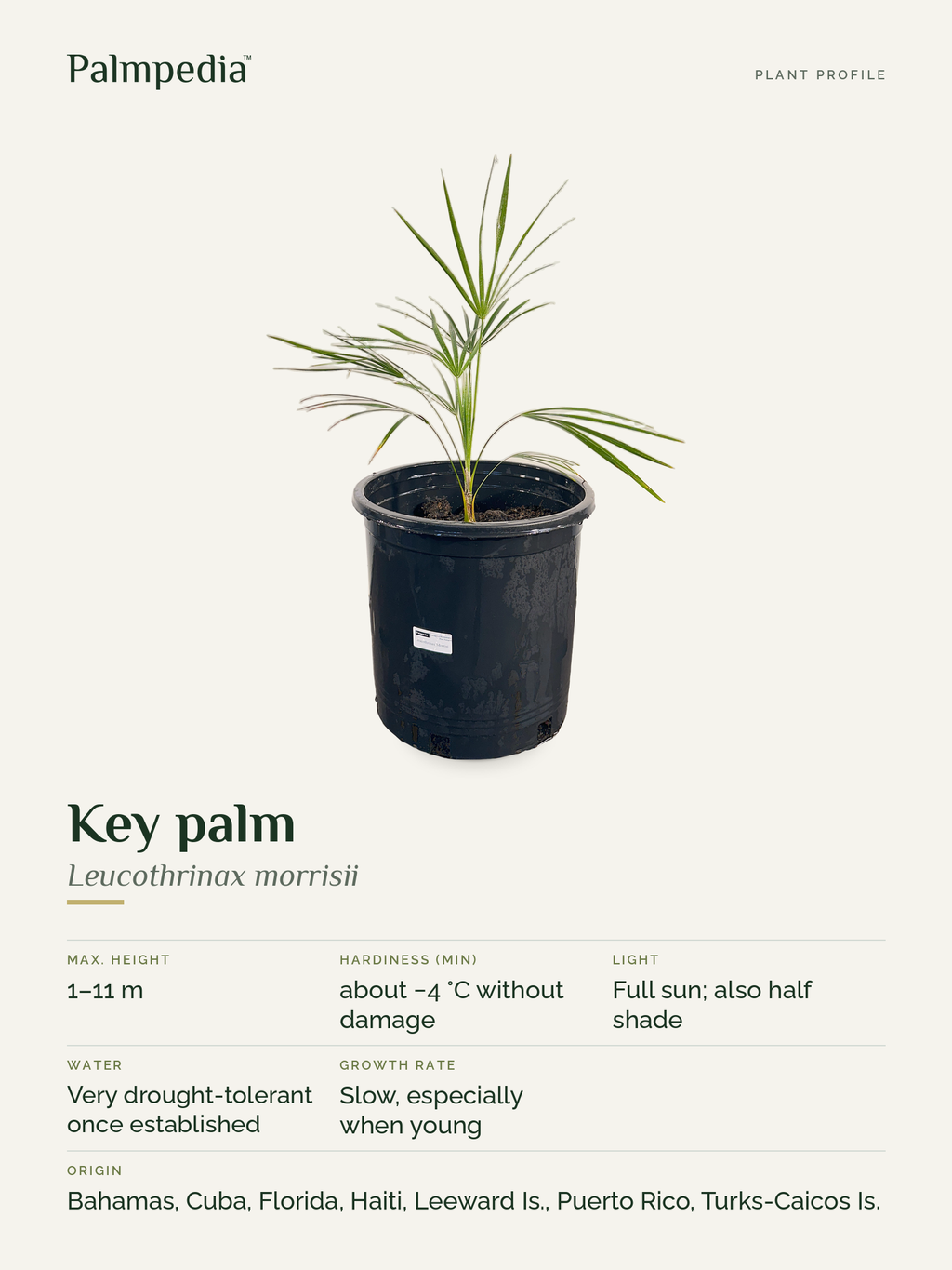 Leucothrinax morrisii – plant profile