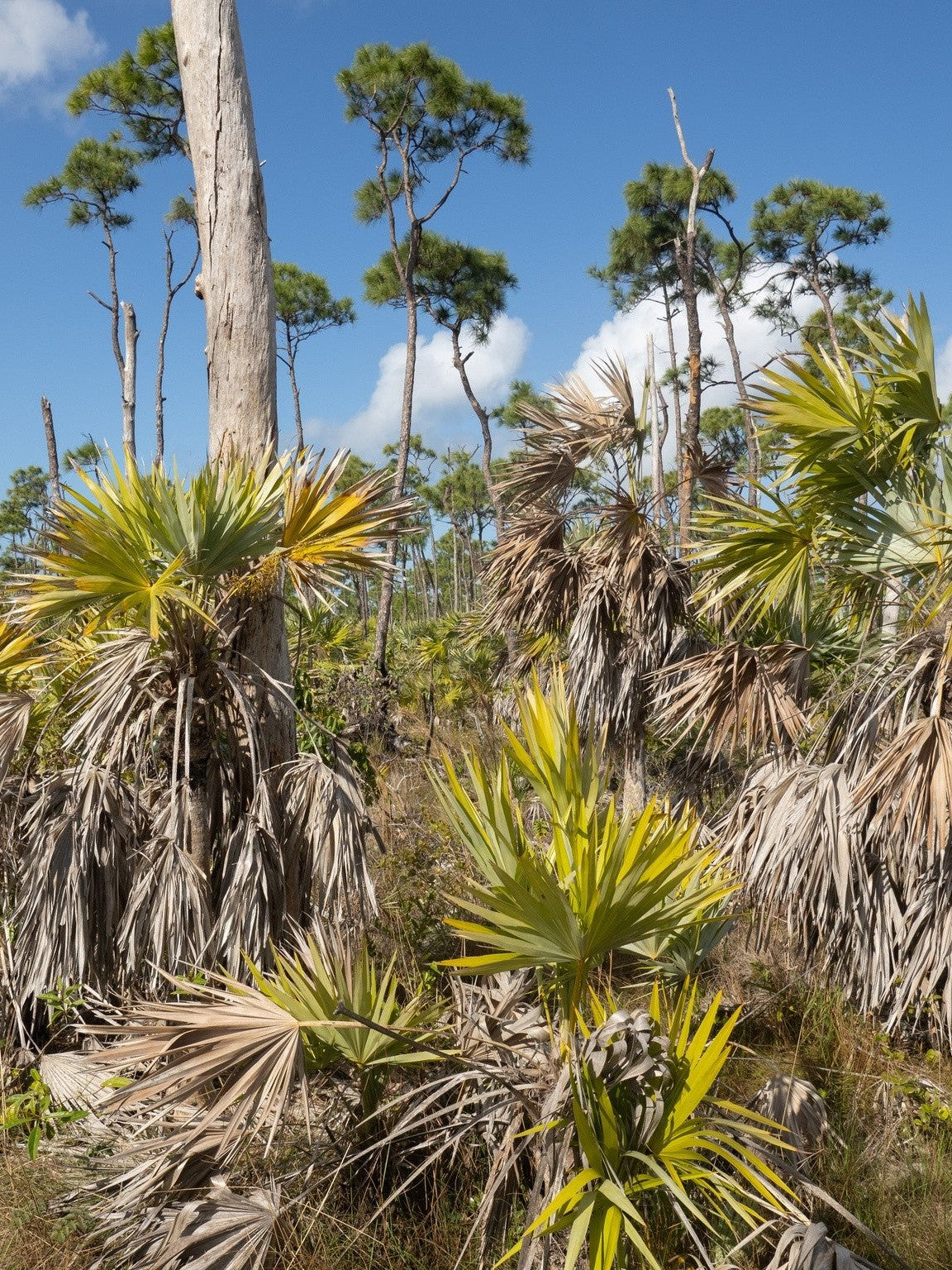 Leucothrinax morrisii – mature plant