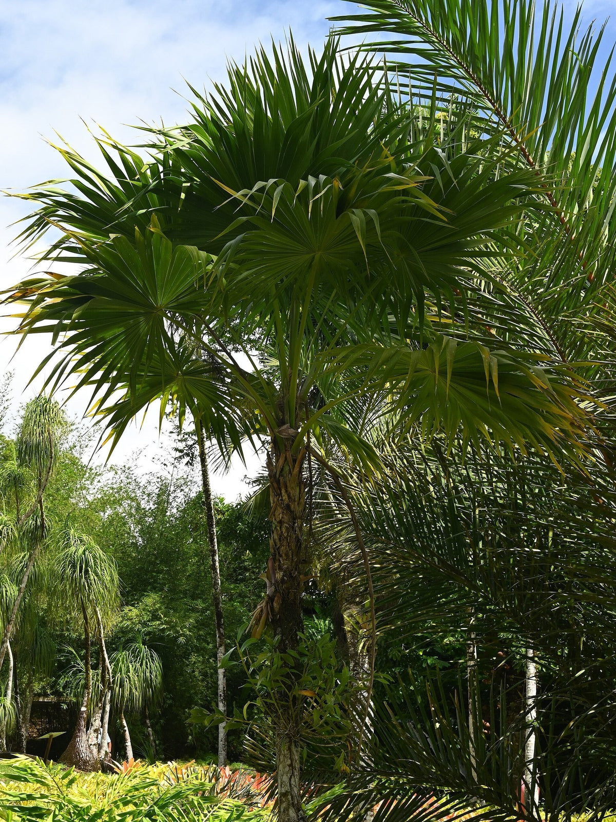 Leucothrinax morrisii – mature plant