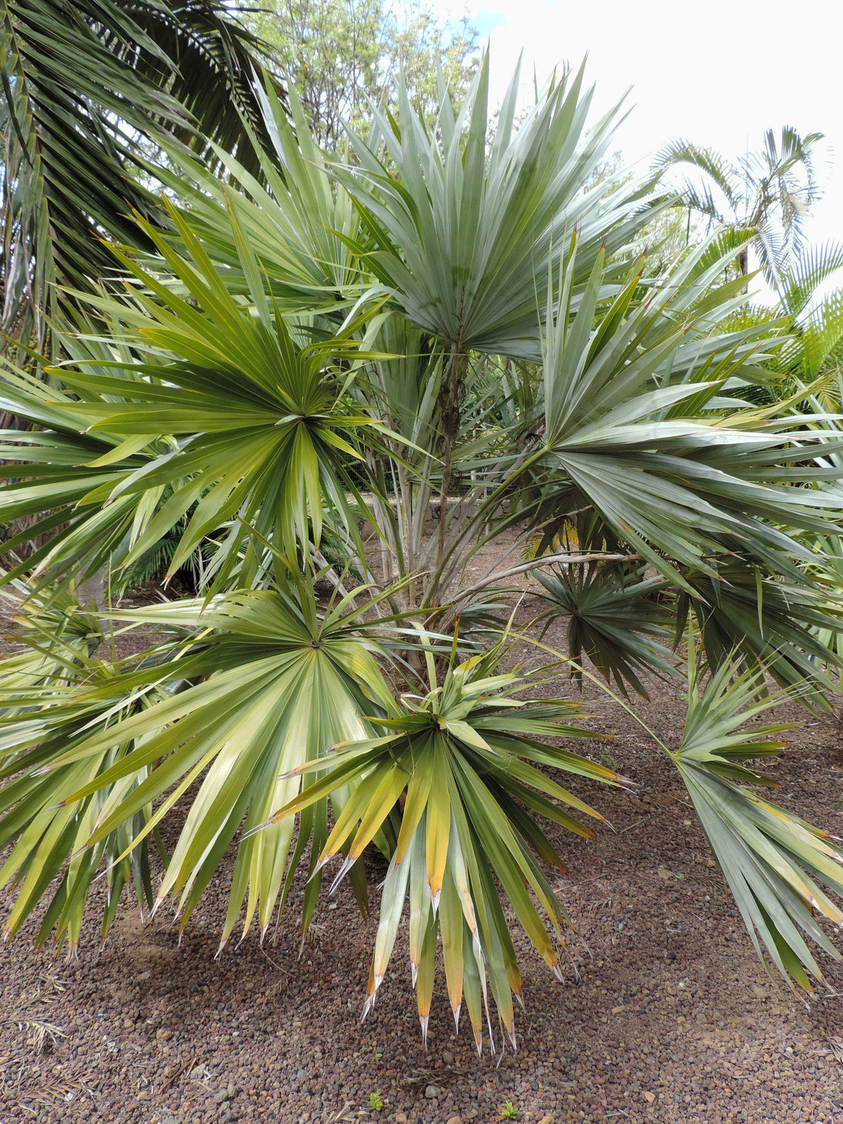 Leucothrinax morrisii – mature plant