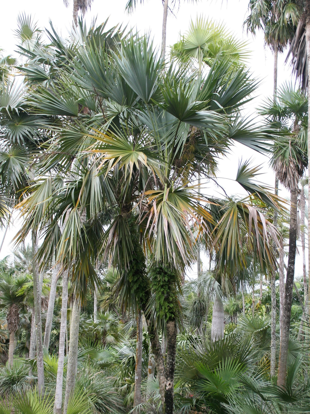 Leucothrinax morrisii – in habitat