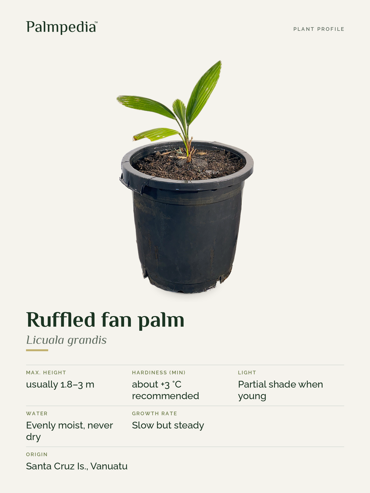 Licuala grandis – plant profile