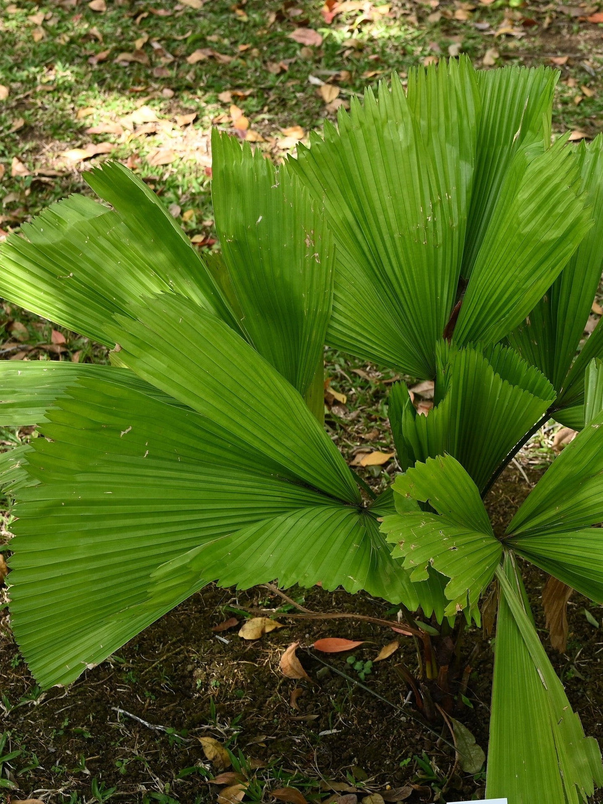 Licuala grandis – mature plant