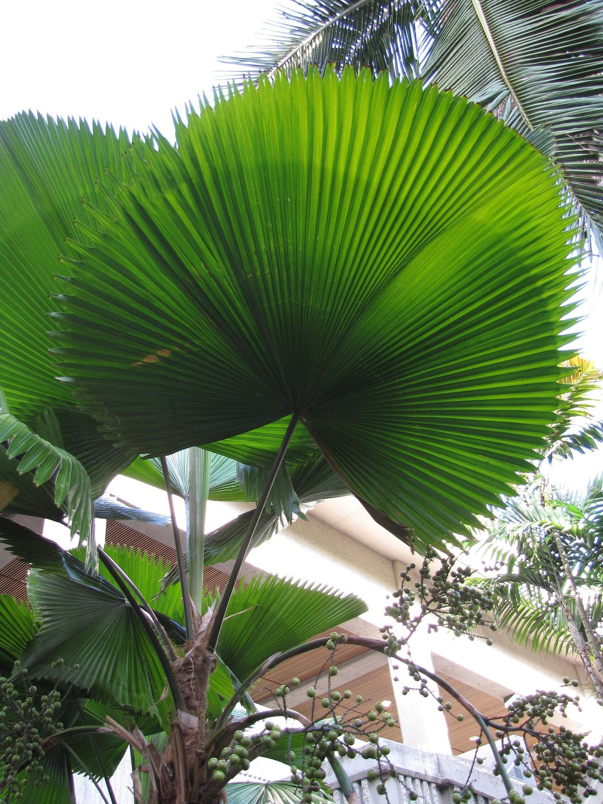 Licuala grandis – leaves of a mature palm