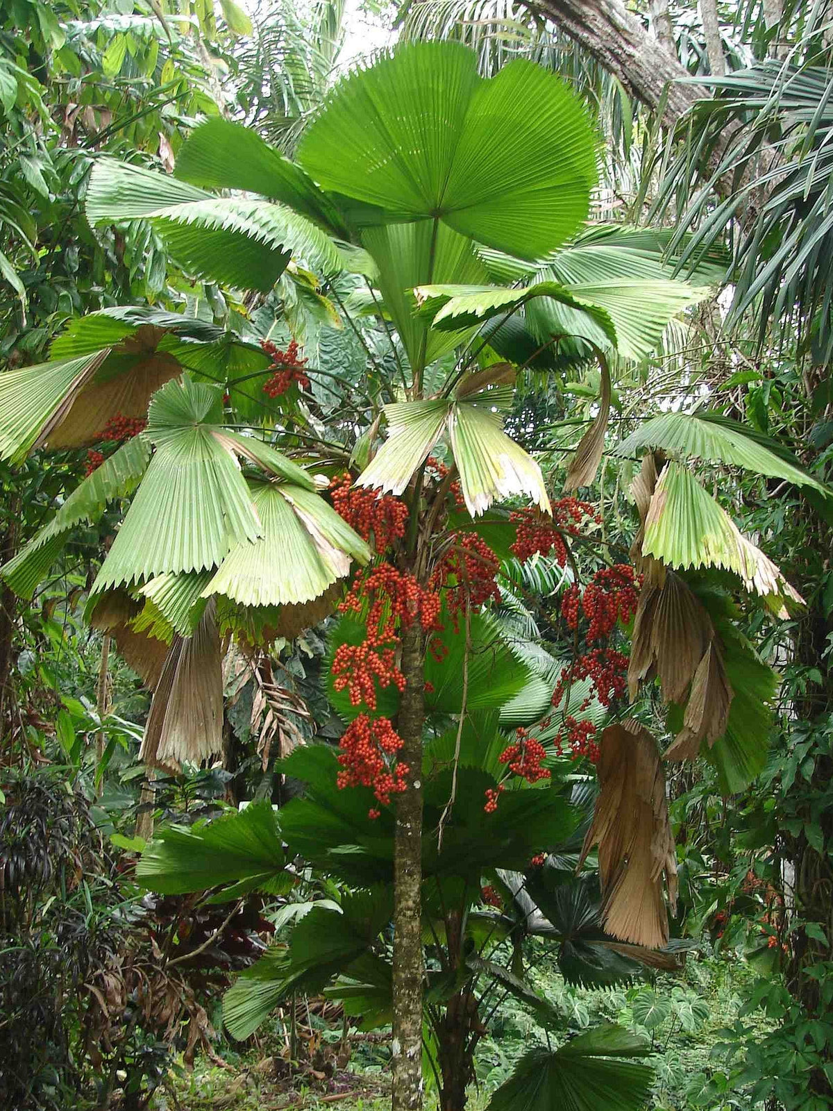 Licuala grandis – in habitat