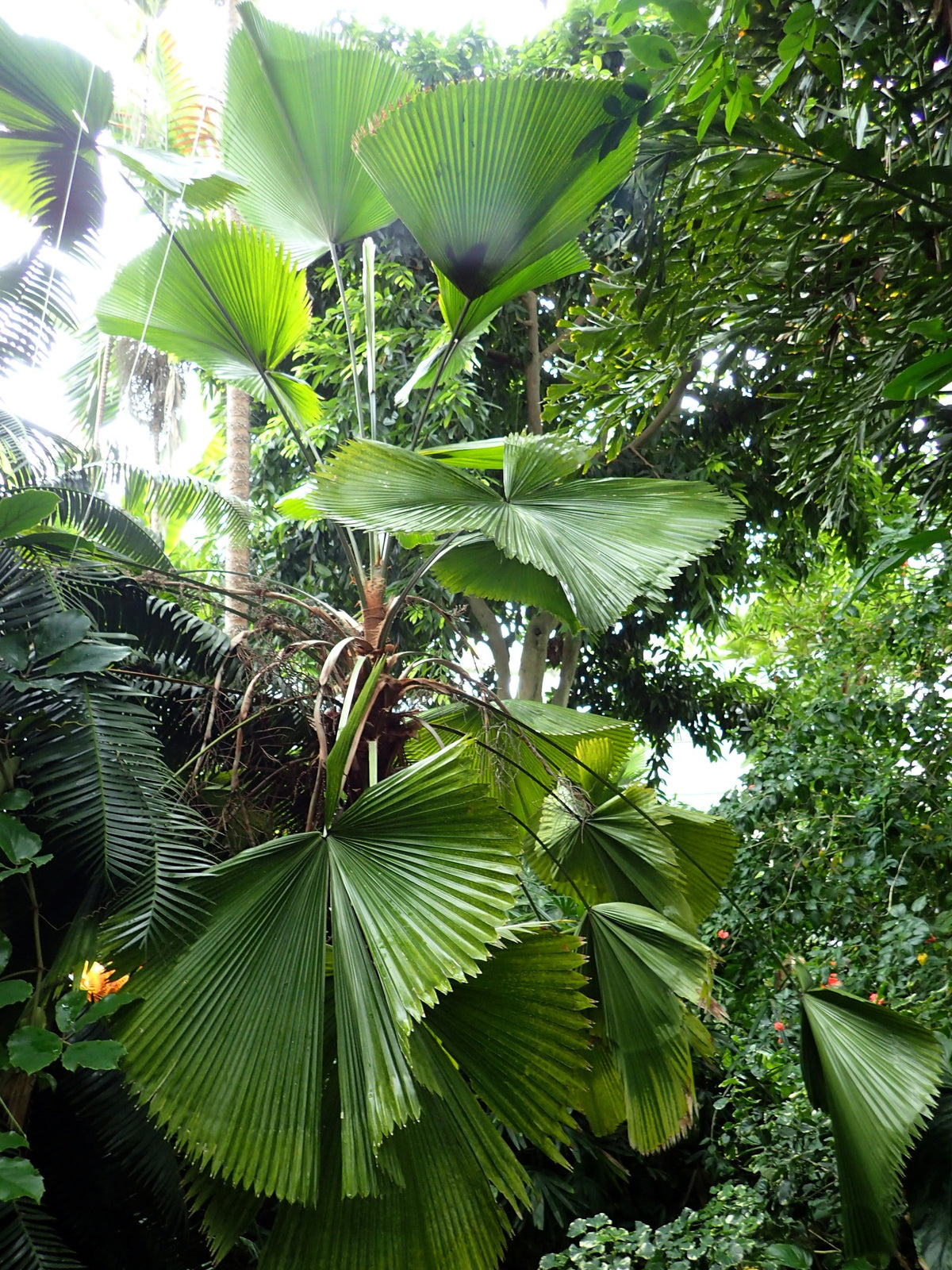 Licuala grandis – in habitat