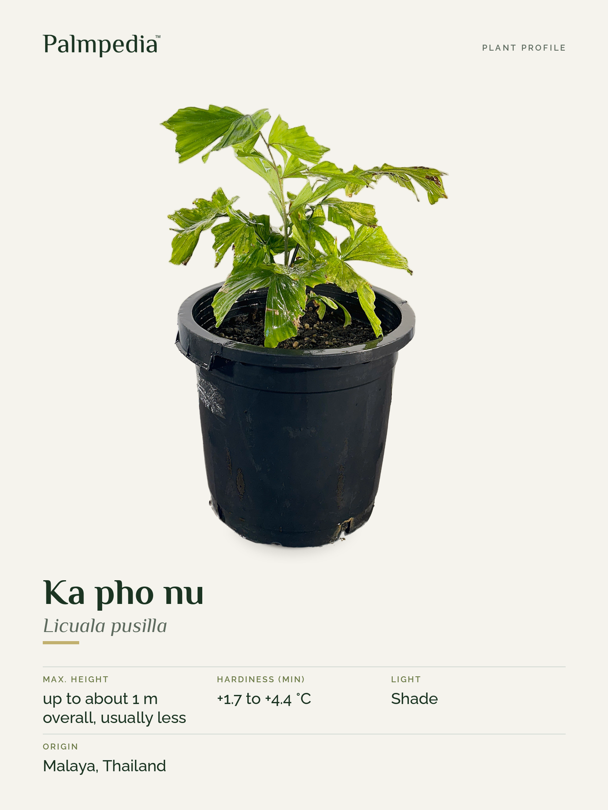 Licuala pusilla – plant profile