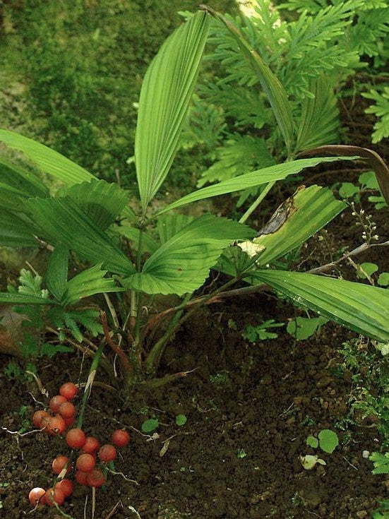 Licuala pusilla – mature plant