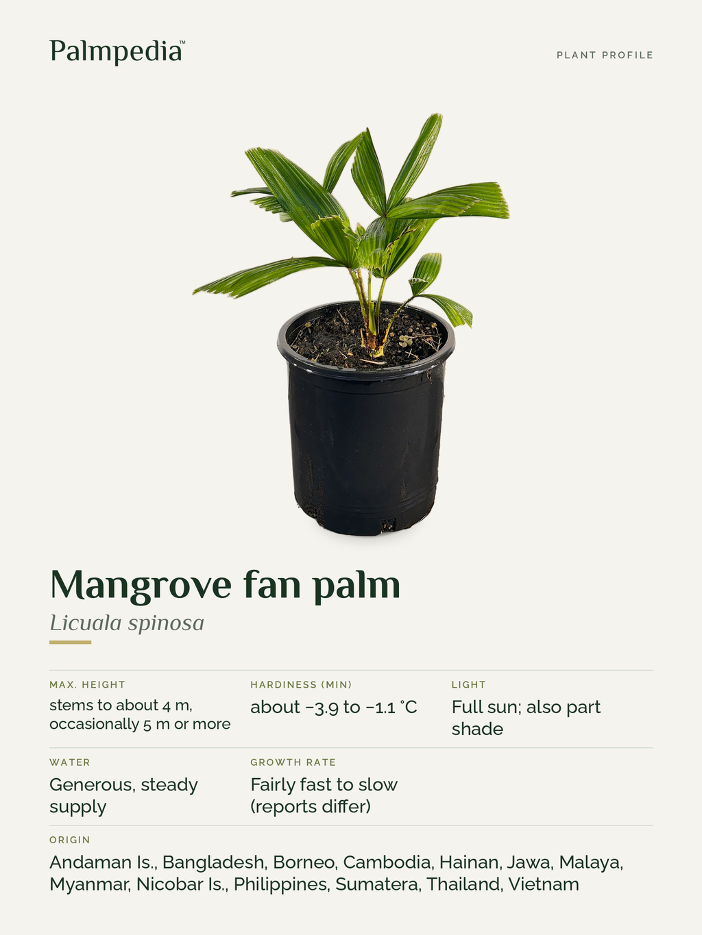 Licuala spinosa – plant profile
