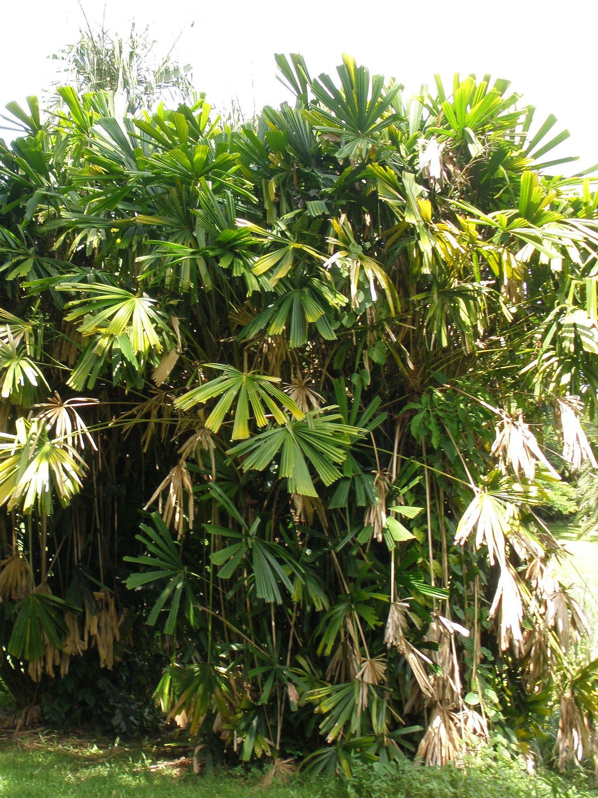 Licuala spinosa – mature plant