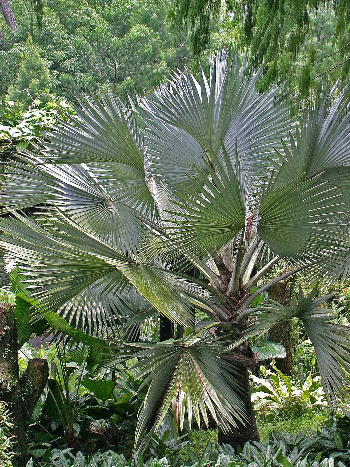 Licuala spinosa – mature plant