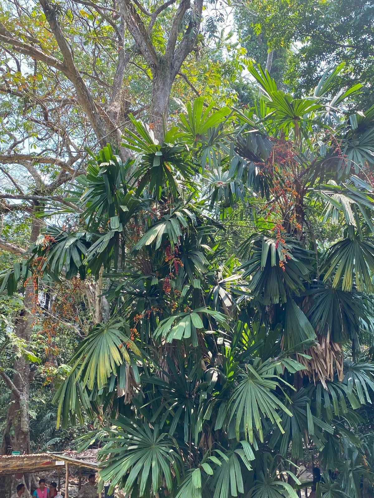 Licuala spinosa – mature plant