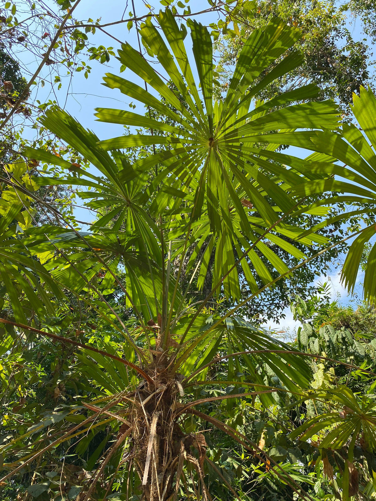 Licuala spinosa – in habitat