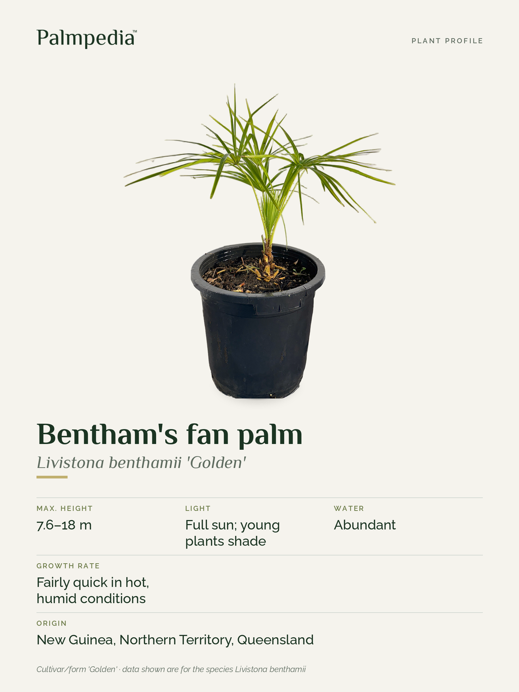 Livistona benthamii 'Golden' – plant profile