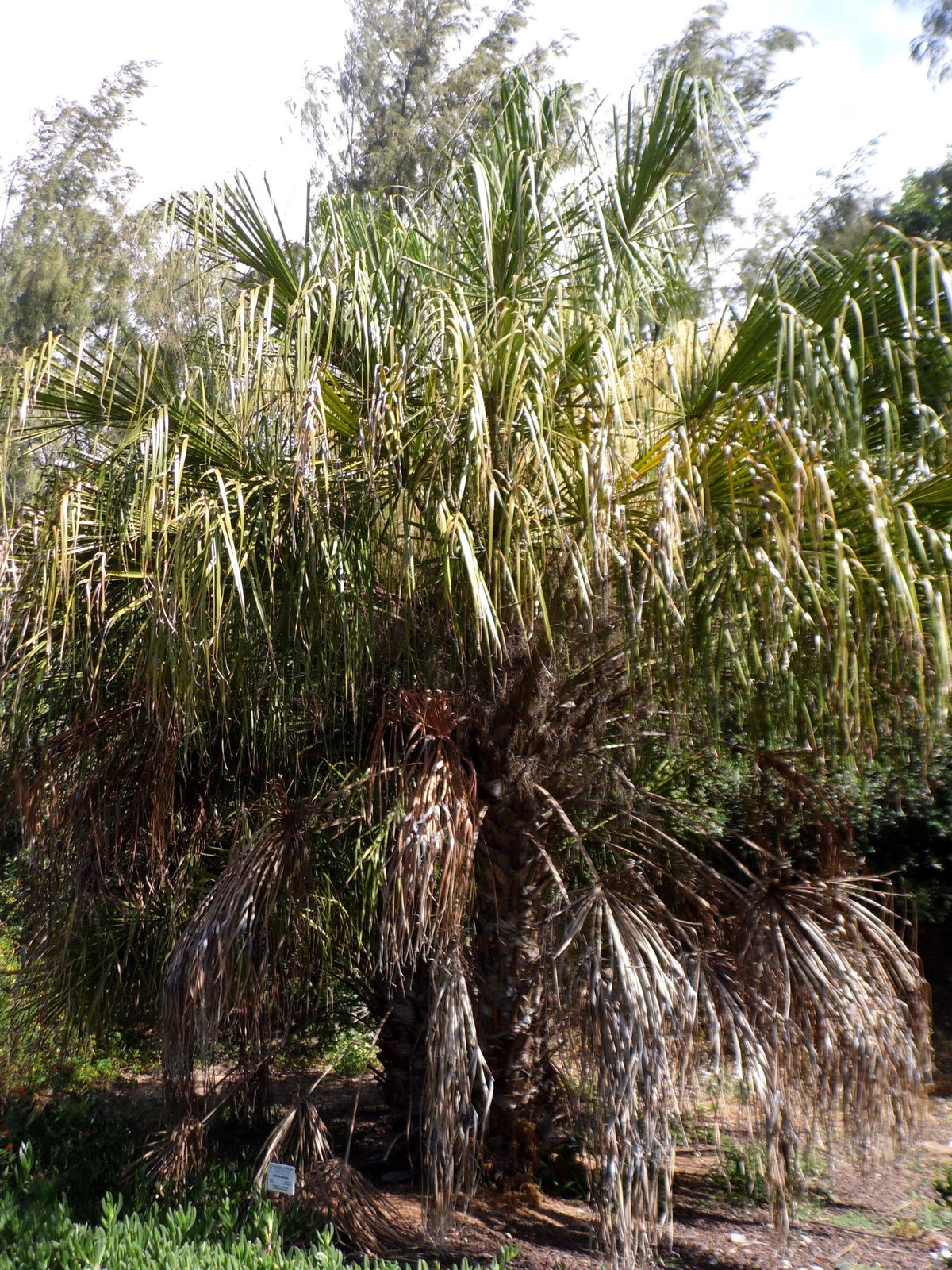 Livistona benthamii (species) – mature plant