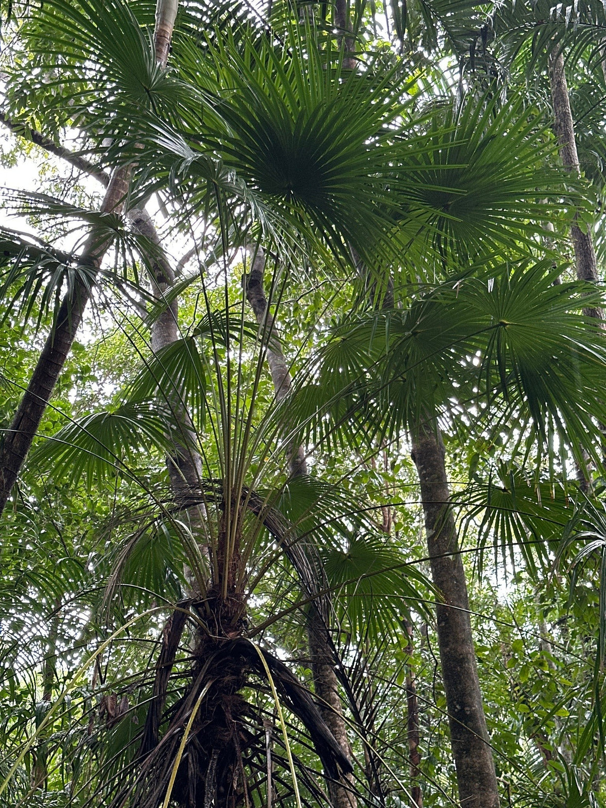 Livistona benthamii (species) – mature plant