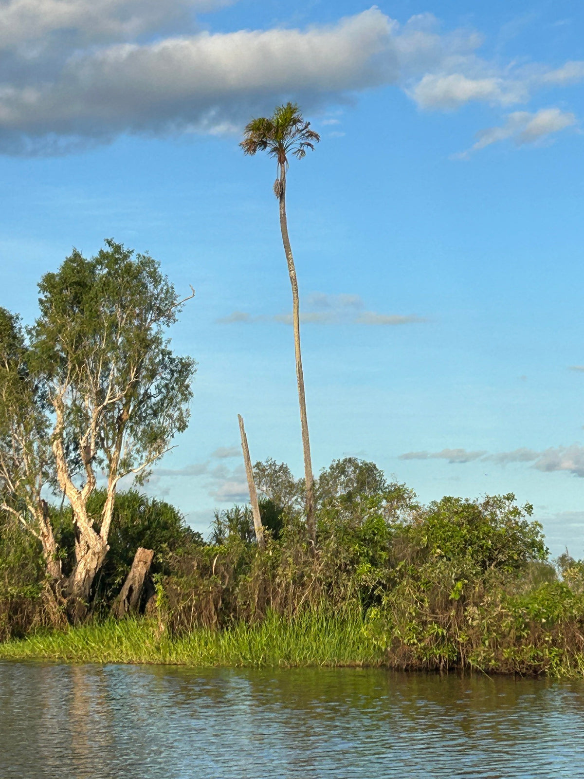 Livistona benthamii 'Golden' – in habitat