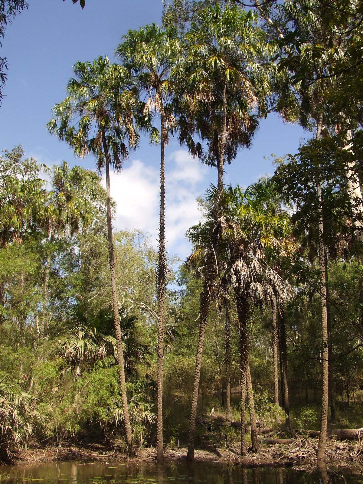 Livistona benthamii 'Golden' – in habitat