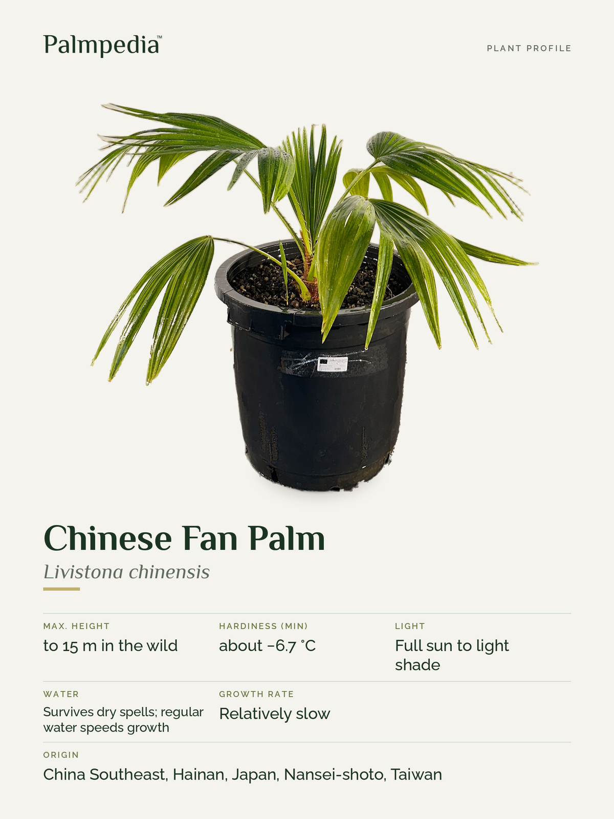 Livistona chinensis – plant profile