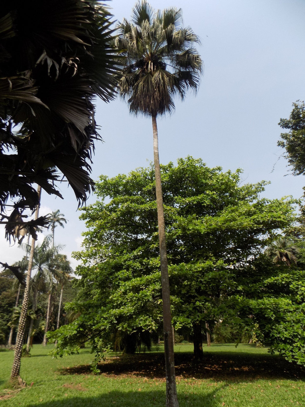Livistona chinensis – mature plant